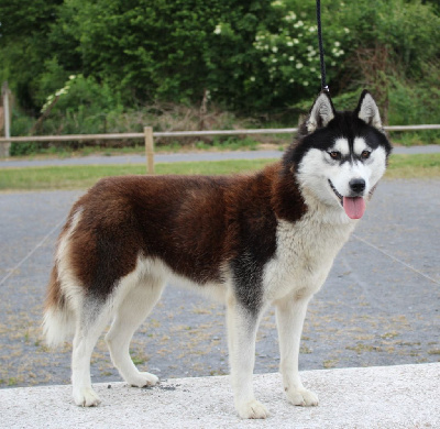 Étalon Siberian Husky - Uyana de l'étoile Sibérienne