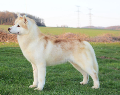 Étalon Siberian Husky - CH. holy land Aristocrat resolute