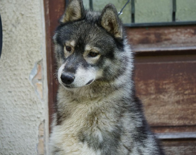 Étalon Siberian Husky - Very bad monster Des Etoiles Des Glaciers
