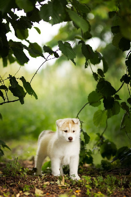 Étalon Siberian Husky - Skyrrows A forever love