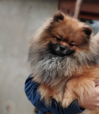 Étalon Spitz allemand - Oréo Of Wolf Forest Endless