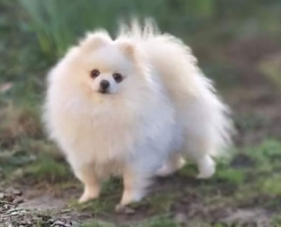 Étalon Spitz allemand - Laurentsia elza russkaia dusha