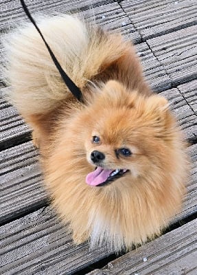 Étalon Spitz allemand - Vita (Sans Affixe)