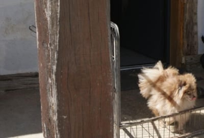 Étalon Spitz allemand - Siska Of Wolf Forest Endless