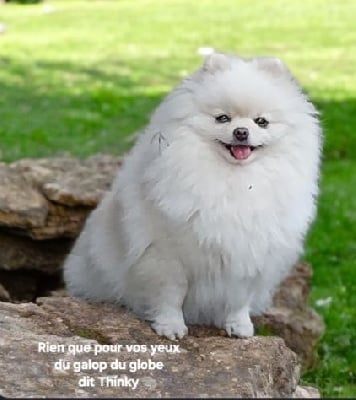 Étalon Spitz allemand - Thinky rien que pour vos yeux du galop du globe dit thinky