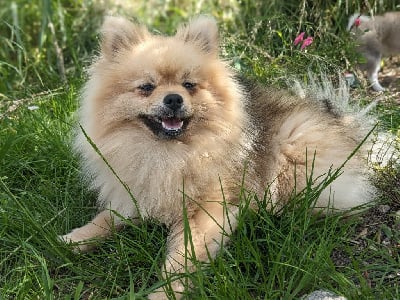 Étalon Spitz allemand - Ukulele Ladi Lafé