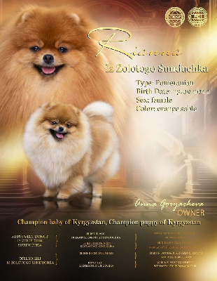 Étalon Spitz allemand - Riana iz zolotogo sunduchka