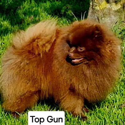 Étalon Spitz allemand - mishutka Teddy bear