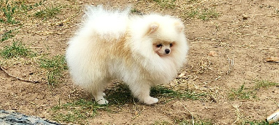 Étalon Spitz allemand - CH. Unti beaver Du Chant Des Etoiles