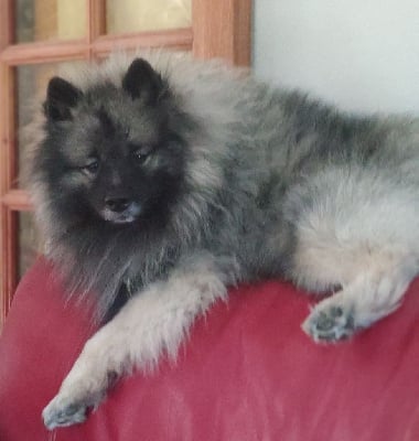 Étalon Spitz allemand - U'shadow du royaume de b'oxie