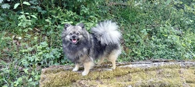 Étalon Spitz allemand - Rhodess De La Vallee Des Gris Doubs