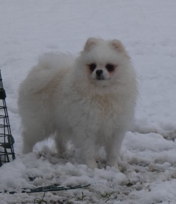 Étalon Spitz allemand - Agnes of white charming