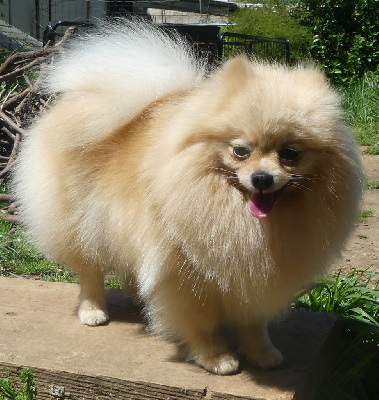 Étalon Spitz allemand - Satisfaction du galop du globe