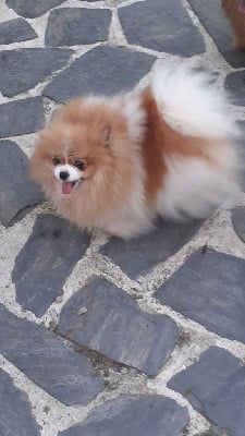 Étalon Spitz allemand - Run to you whitney des anges du petit trianon