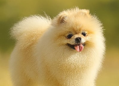 Étalon Spitz allemand - Urbaine Des Petits Ecureuils