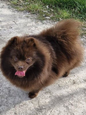 Étalon Spitz allemand - Bollywood's Tamoure chocolate pepite