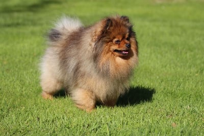 Étalon Spitz allemand - kardashian pom Firce king