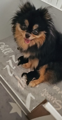 Étalon Spitz allemand - strong stands Espanyola