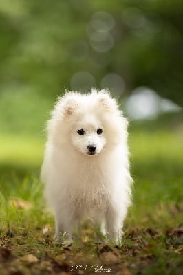 Étalon Spitz japonais - Akaiwa mr Des jardins de margaux