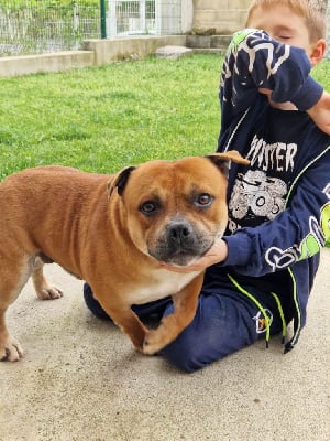 Étalon Staffordshire Bull Terrier - Taïni Du Coeur Des Terres