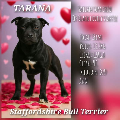 Étalon Staffordshire Bull Terrier - Saiian supa crew Of Black Lovely Staffie