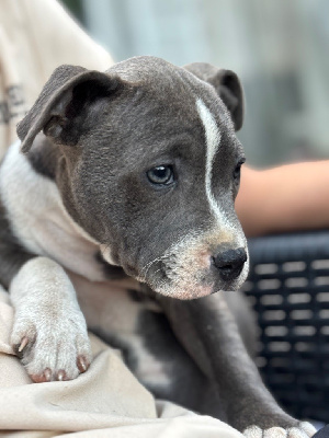 Étalon Staffordshire Bull Terrier - Aya Titre Initial