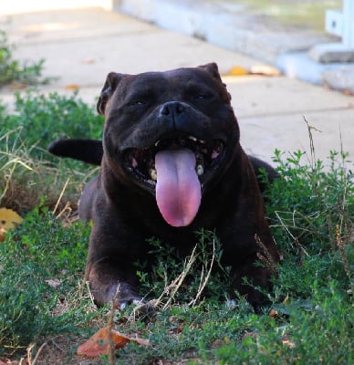 Étalon Staffordshire Bull Terrier - Too hot too run House Of Warrior
