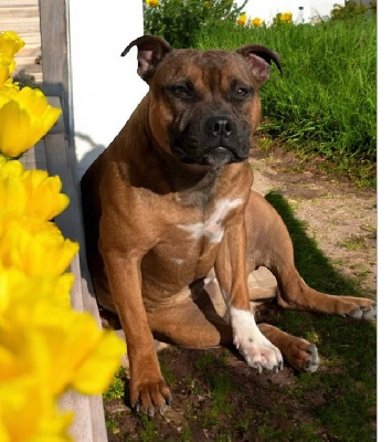 Étalon Staffordshire Bull Terrier - Tika (Sans Affixe)