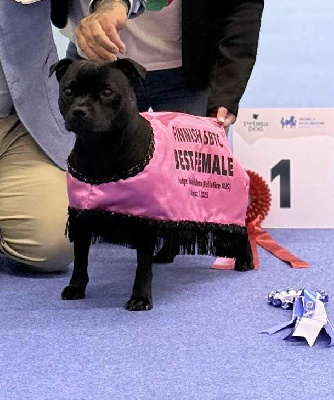 Étalon Staffordshire Bull Terrier - CH. Use to remember him maddy Du Fleuron Champenois