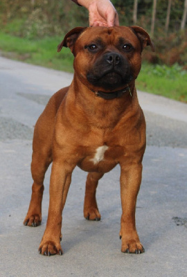 Étalon Staffordshire Bull Terrier - Ragnar Du Domaine Des Juraires