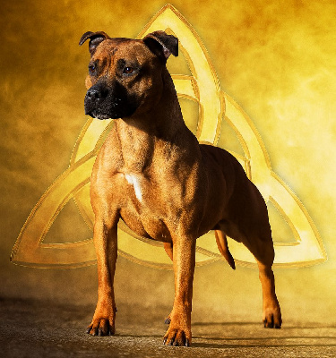 Étalon Staffordshire Bull Terrier - Revenge at zelda Of The Warriors Red Skins