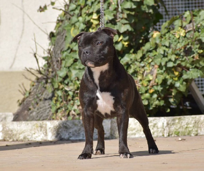 Étalon Staffordshire Bull Terrier - Mc performance Unaccessible nubia