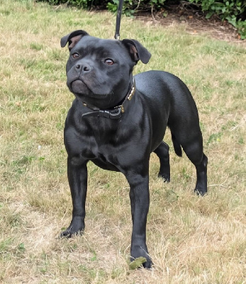 Étalon Staffordshire Bull Terrier - Vinylia Des Astuces Du Marais