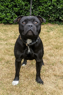 Étalon Staffordshire Bull Terrier - Violette Des Astuces Du Marais