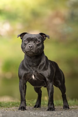 Étalon Staffordshire Bull Terrier - forever bull Incredible