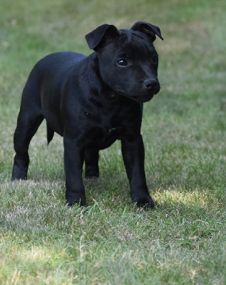 Étalon Staffordshire Bull Terrier - Skillstaff Abracadabra