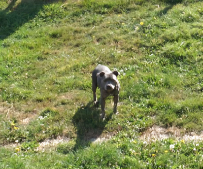 Étalon Staffordshire Bull Terrier - Dog Passion Topaze