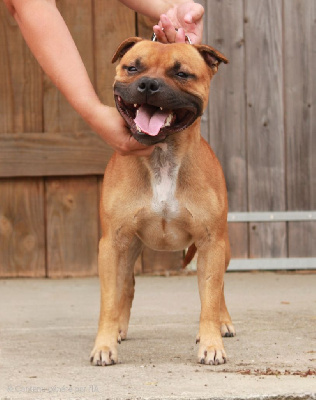Étalon Staffordshire Bull Terrier - Veni vedi vici Du Domaine Des Juraires