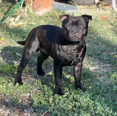 Étalon Staffordshire Bull Terrier - Victorious big Des Anges De La Vallee Des Baux