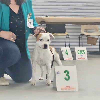 Étalon Staffordshire Bull Terrier - Lalie's Niños Virtus in medio stat