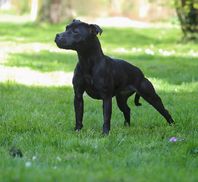Étalon Staffordshire Bull Terrier - Ultia of Knightwood Oak