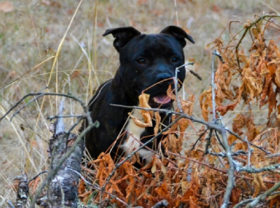 Étalon Staffordshire Bull Terrier - Killy'rena Victorious son of the king