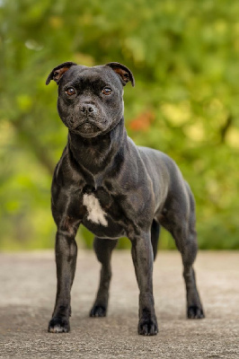 Étalon Staffordshire Bull Terrier - Under your spell Of Stafford Edition