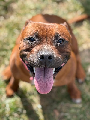 Étalon Staffordshire Bull Terrier - Umi (Sans Affixe)