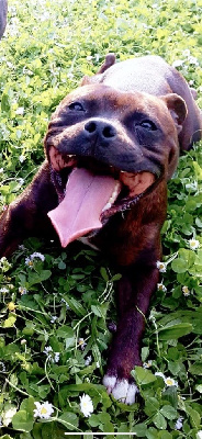 Étalon Staffordshire Bull Terrier - Paya (Sans Affixe)
