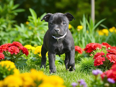 Étalon Staffordshire Bull Terrier - Hawaï De L'Empreinte De Dog'star