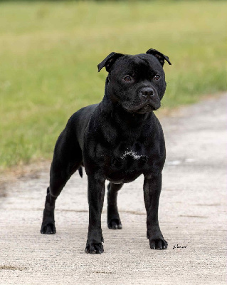 Étalon Staffordshire Bull Terrier - Waywardstaff Volens nolens