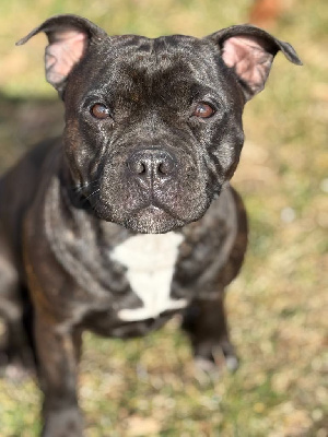 Étalon Staffordshire Bull Terrier - Tiana (Sans Affixe)