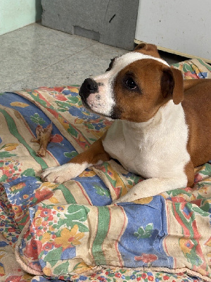 Étalon Staffordshire Bull Terrier - Lalie's Niños Vengeress rebecca hooper