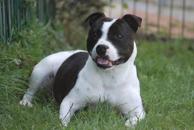 Étalon Staffordshire Bull Terrier - Venom Marvel World Dog